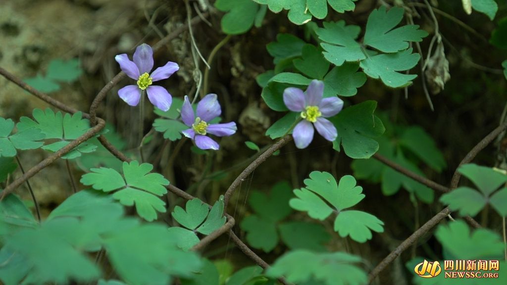 国家二级保护植物蔬花水柏枝和丰都车前