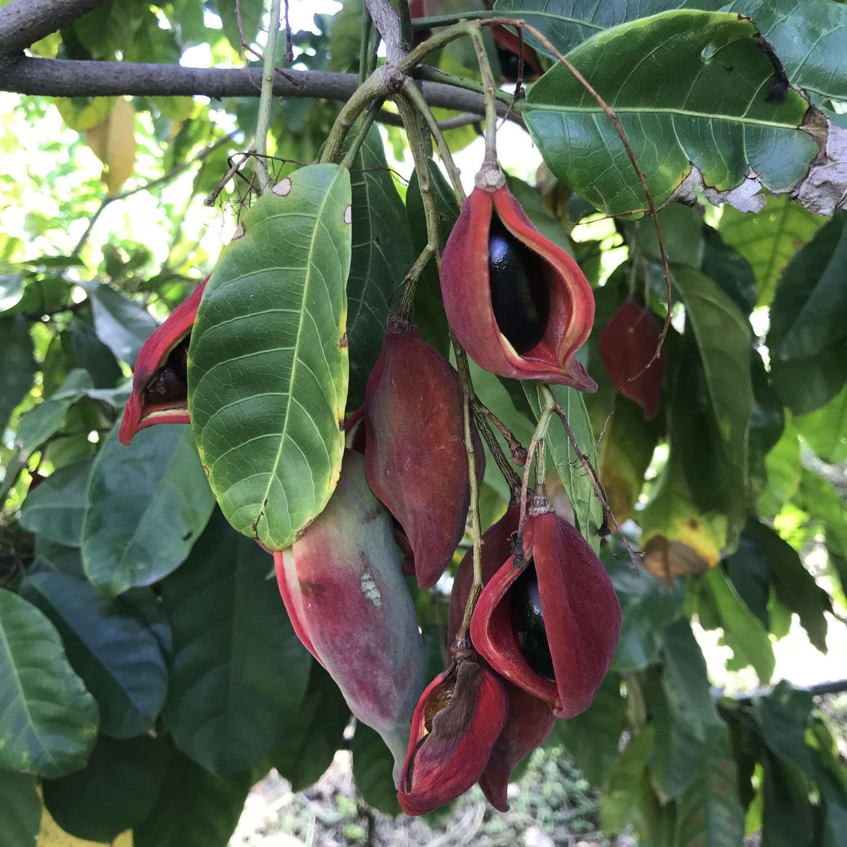 攀枝花这个水果"大观园",竟能吃到冰淇淋般的水果