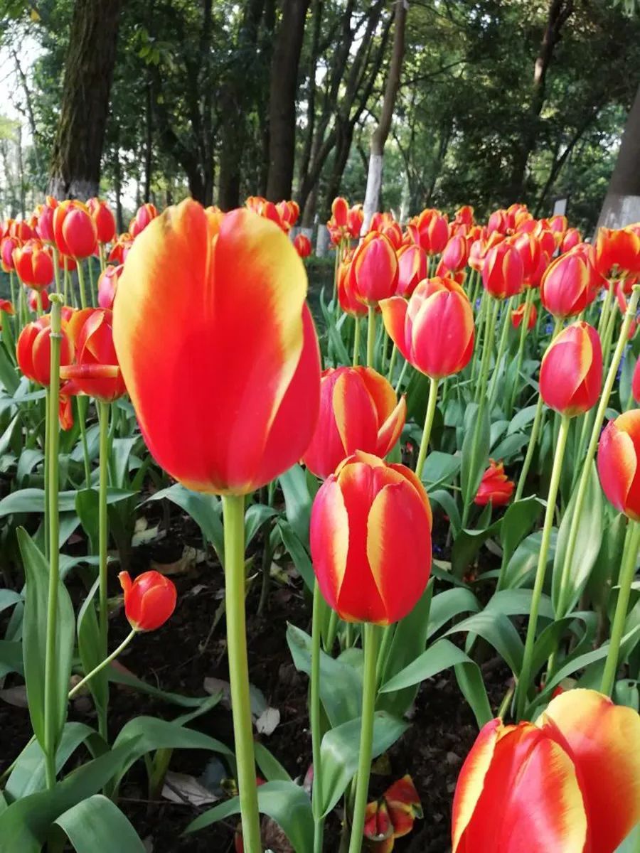 中國植物園邀您雲裳花