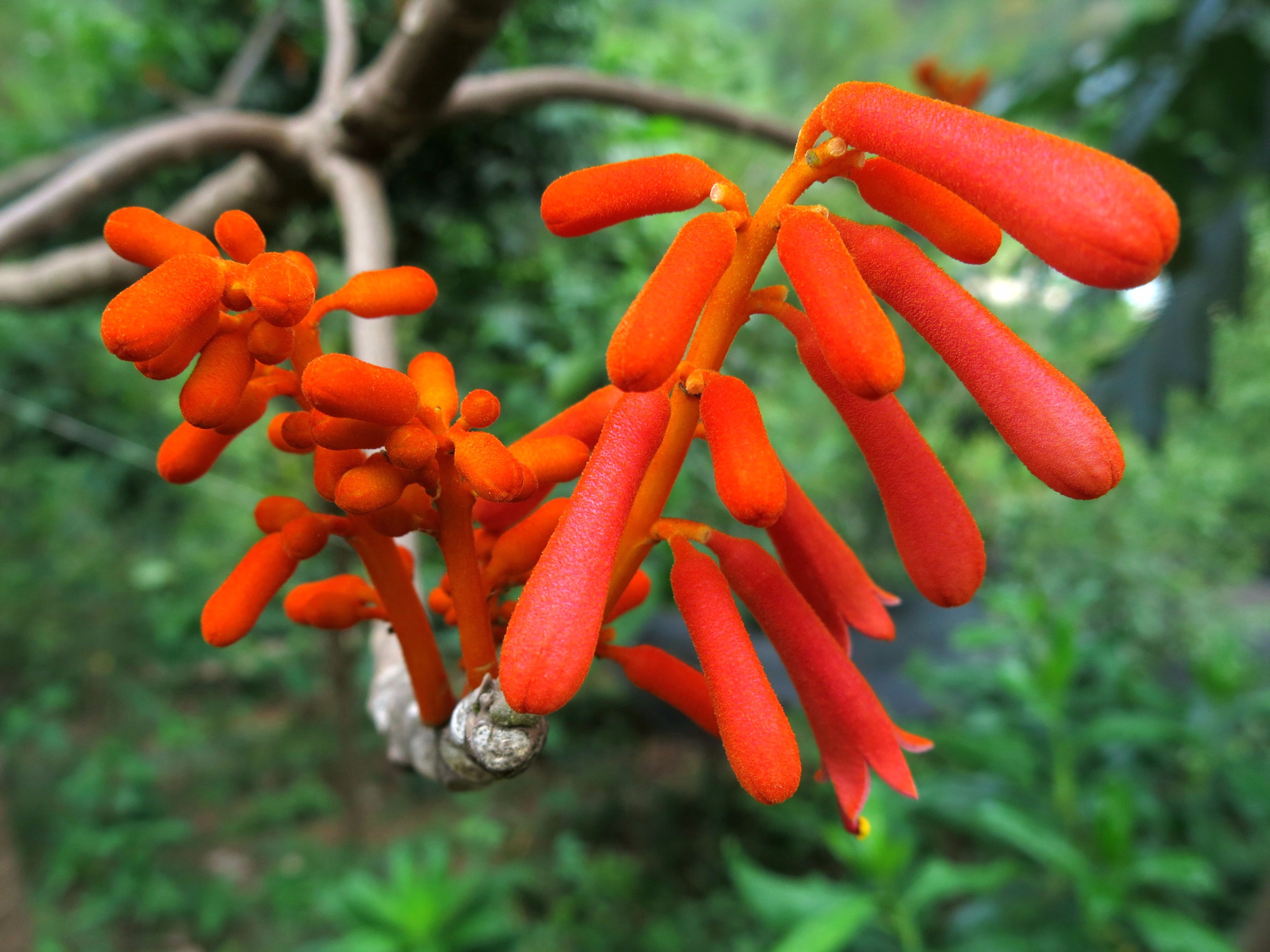 国家二级保护植物火桐在景东亚热带植物园首次开花 
