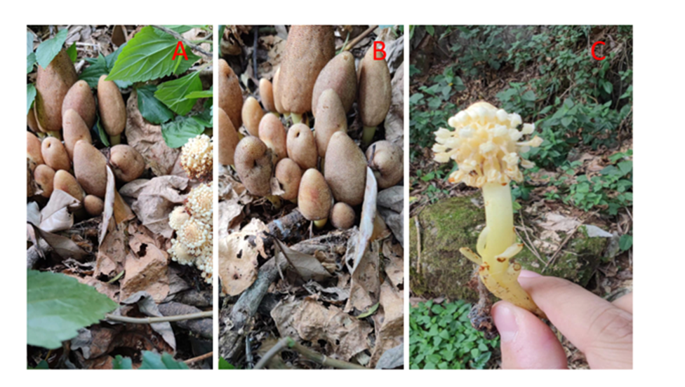 武汉植物园完成蛇菰属药用植物的民族植物学植物化学药理学研究综述