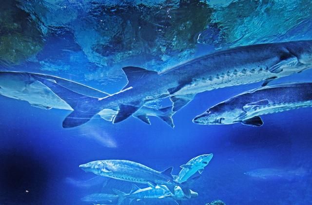 有关单位的调查资料记载:1981-1990年产卵洄游的中华鲟年平均为2079