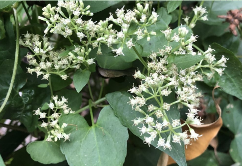 外来入侵植物微甘菊