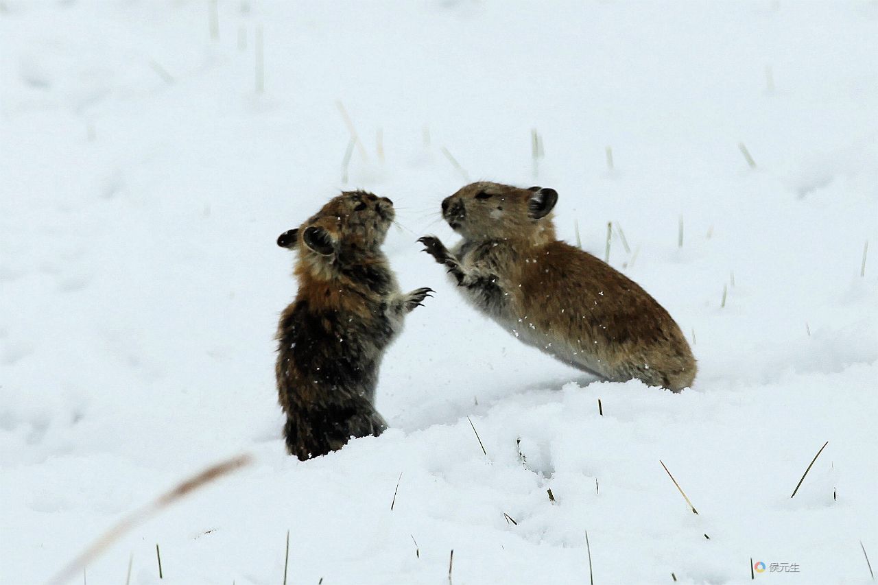 青海湖自然保护区:高原鼠兔