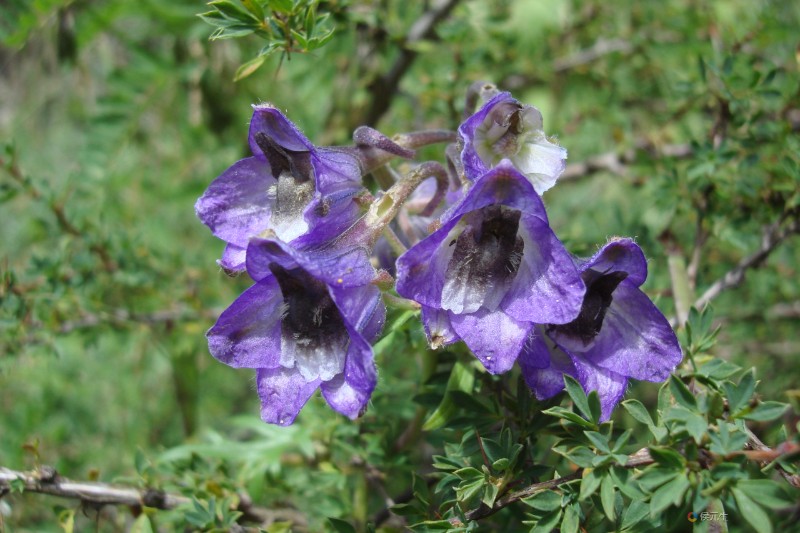 白色高翠雀花图片