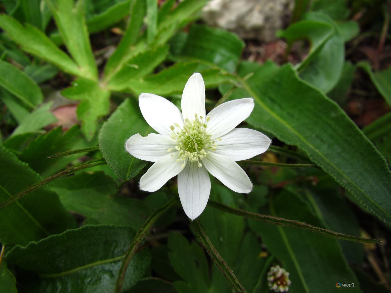 青海湖自然保护区草玉梅