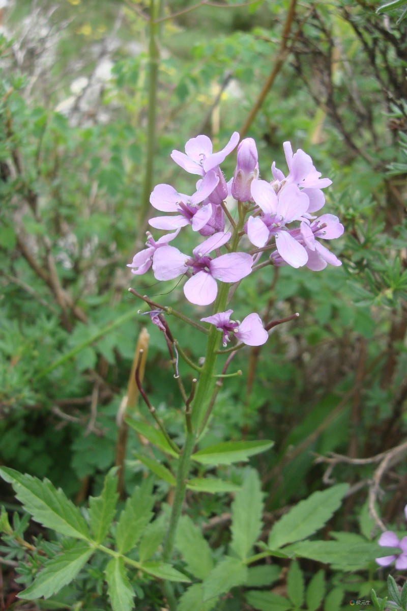 青海湖自然保护区紫花碎米荠