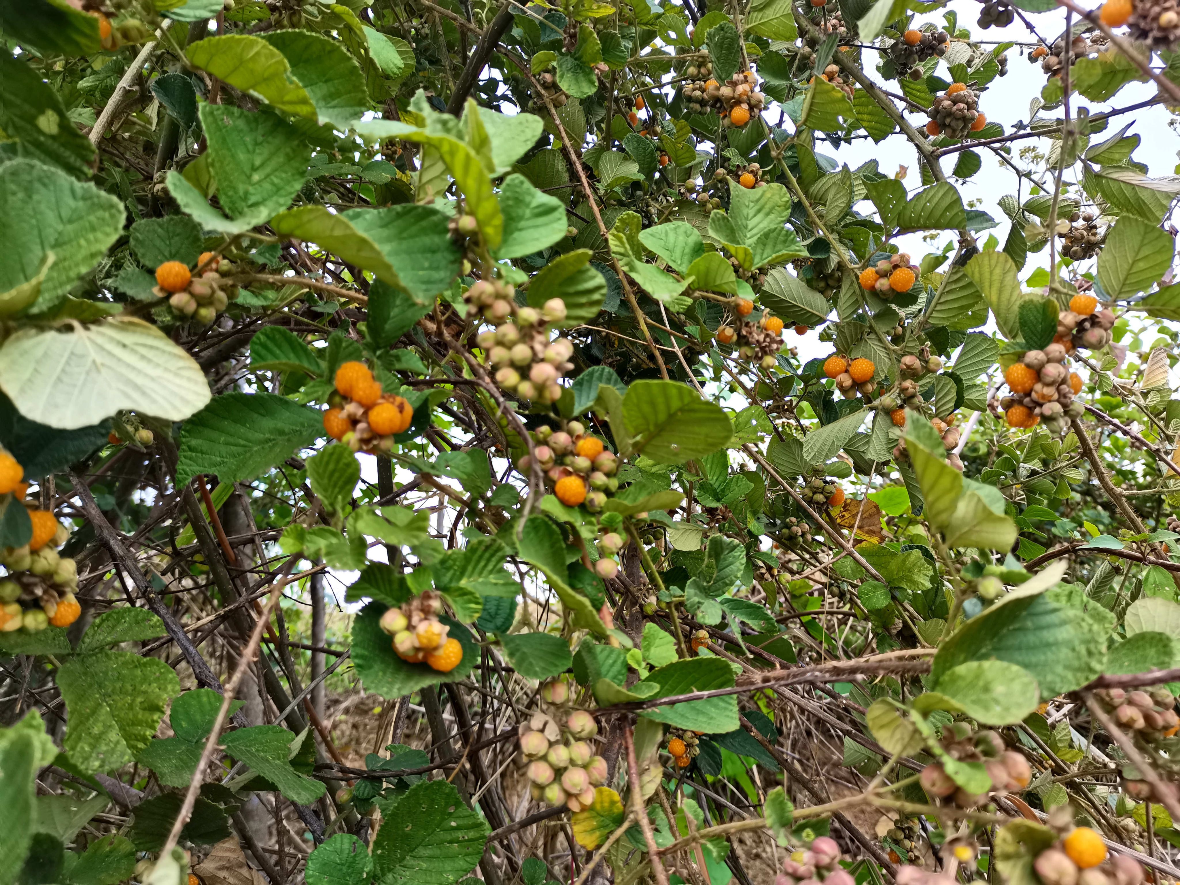 寻味童年云南昌宁山野的黄泡熟了