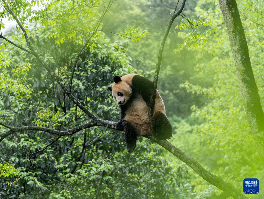 新华社记者 薛晨 摄这是4月18日在中国大熊猫保护研究中心雅安碧峰峡