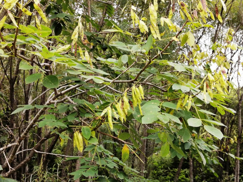 日月峽植物17青榔木又稱白荊樹白蠟樹