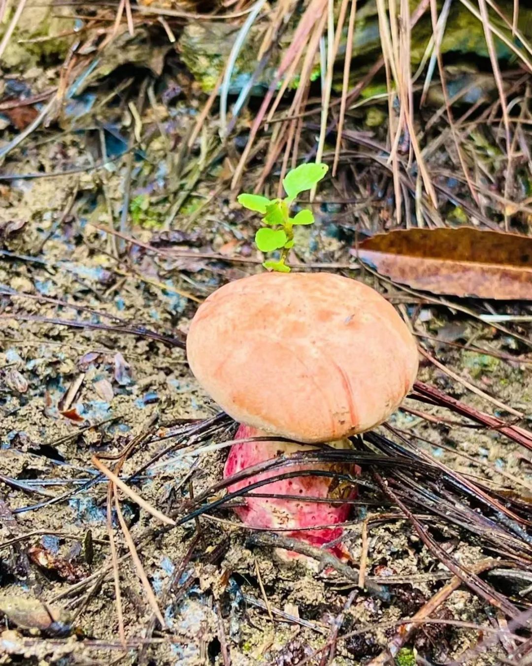 黄罗伞等亚洲小牛干,见手青鸡油菌,荞面菌,鸡腰子菌有松茸,青头菌