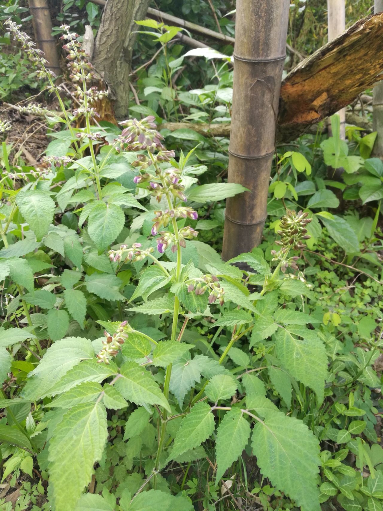 野生丹参植物图片图片