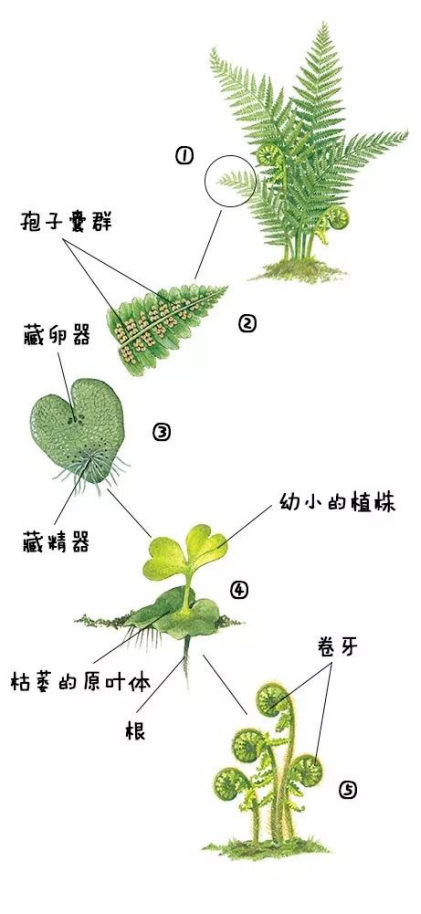 铁线蕨结构图图片