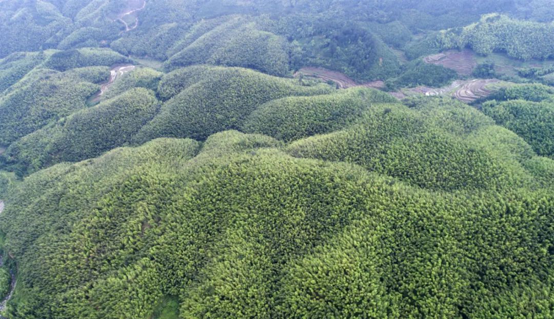 仁化丨一根毛竹发挥产业振兴大作用