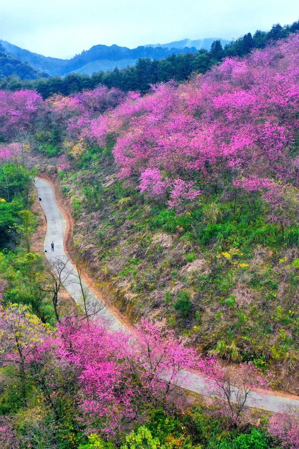 韶关樱花谷图片