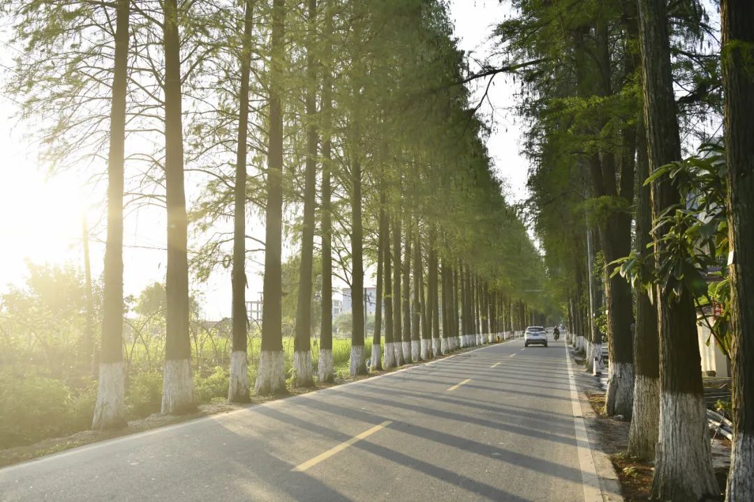 始兴丨绿意迷人最美乡村公路落羽杉换春装