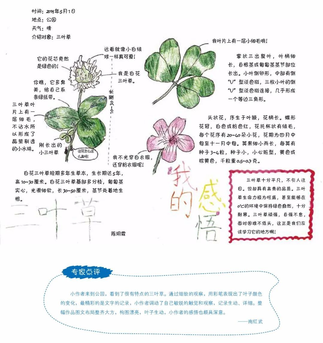 三叶草自然笔记的内容图片