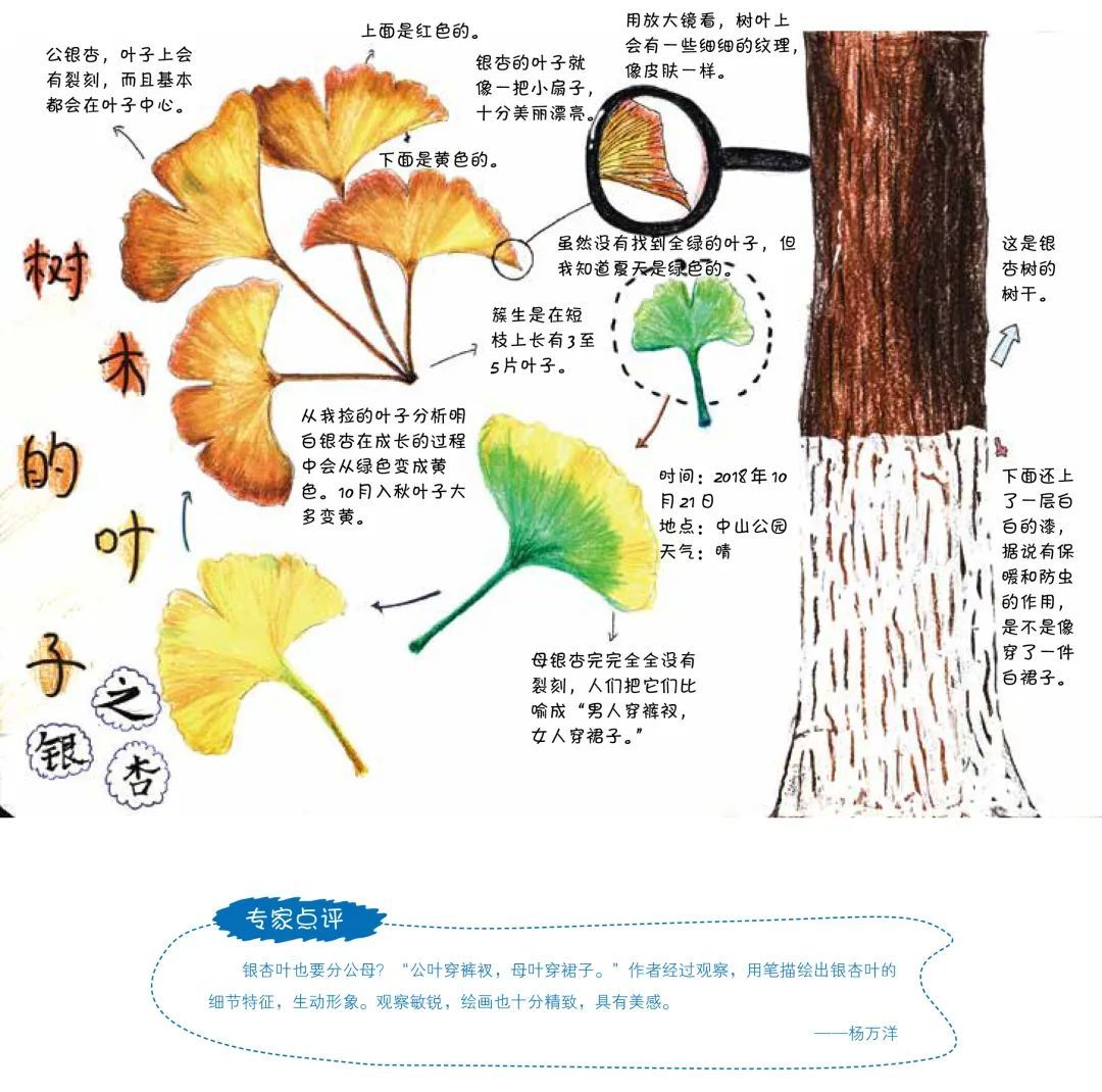银杏叶自然笔记图片
