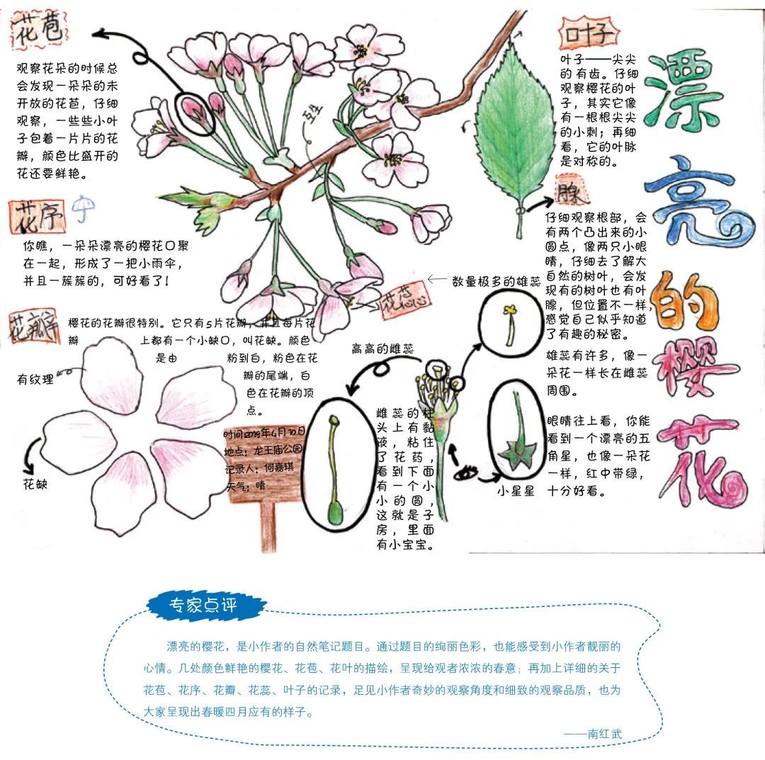 日本的手抄报樱花图片