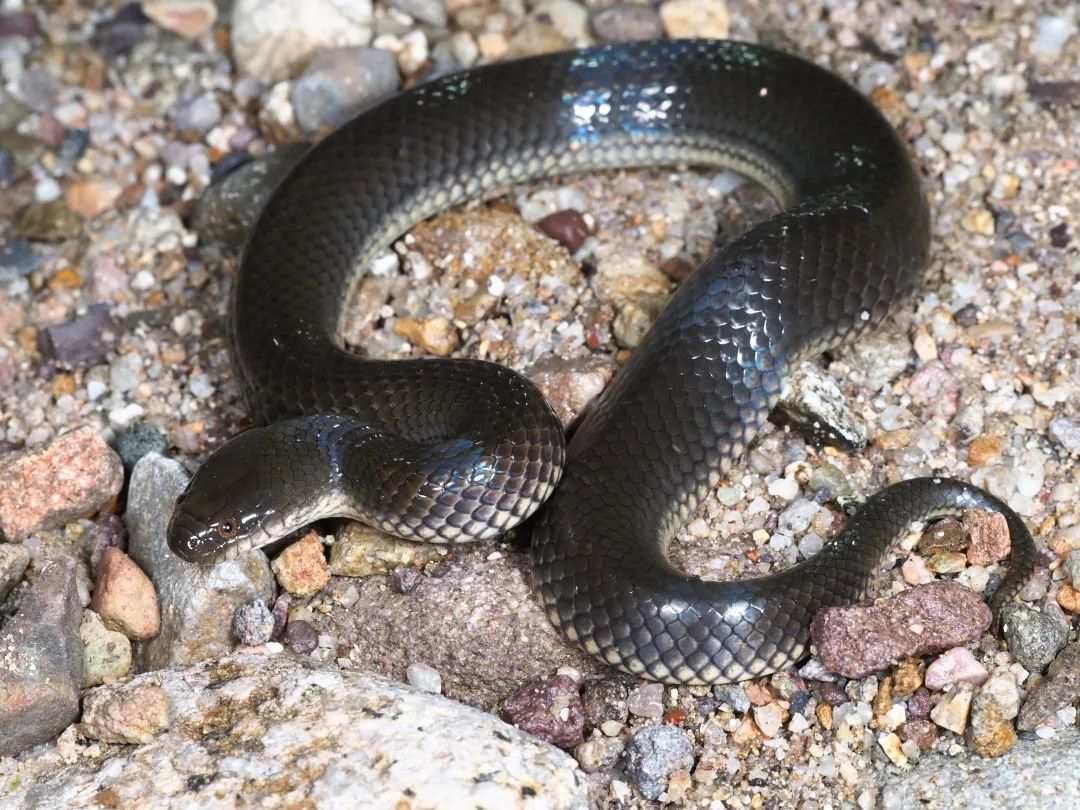 铅色水蛇 enhydris plumbea