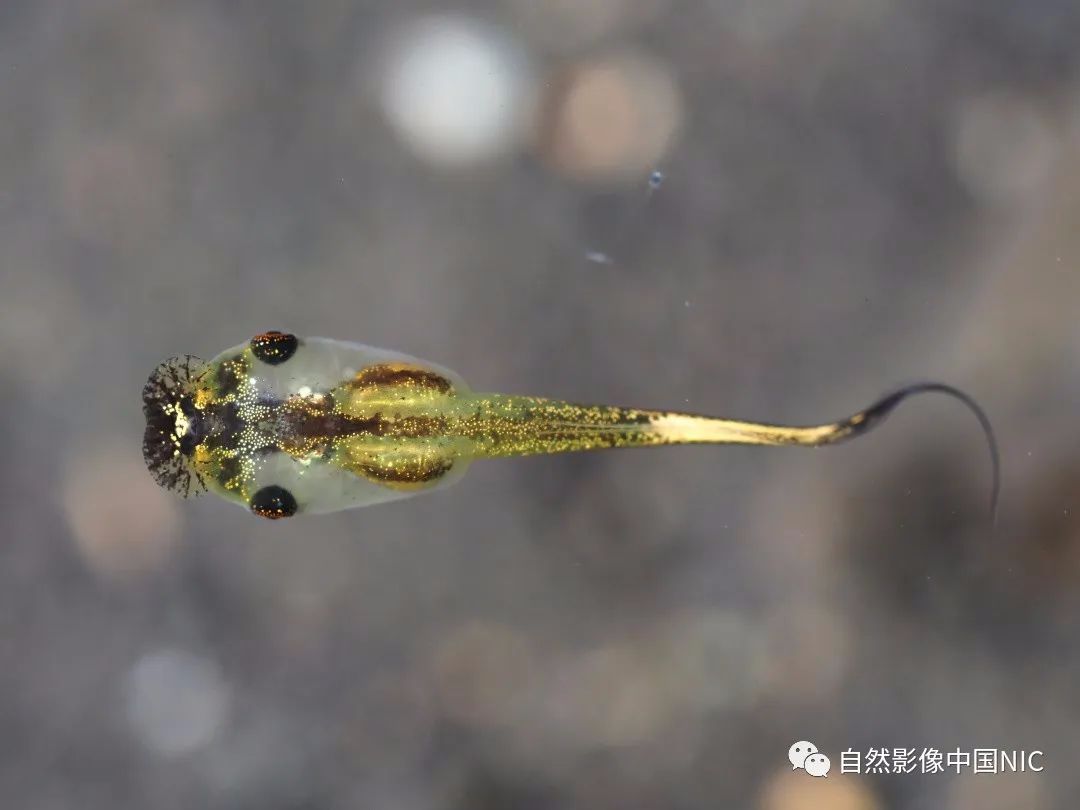 小弧斑姬蛙microhyla heymonsi小弧斑姬蛙的蝌蚪长着一张漏斗状的口