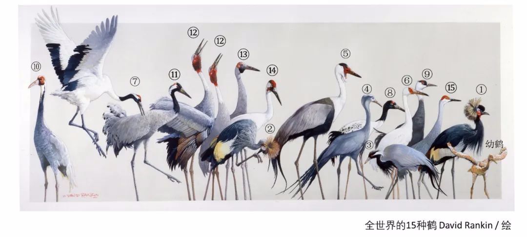 鹤的种类名称及图片图片