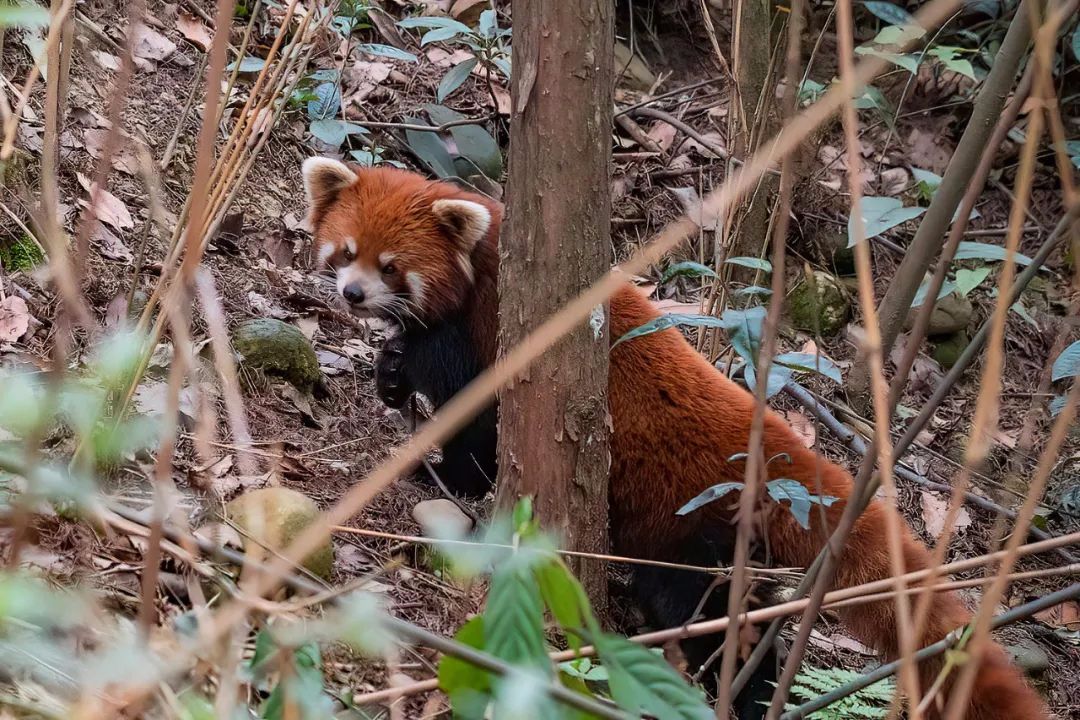 红河小熊猫图片