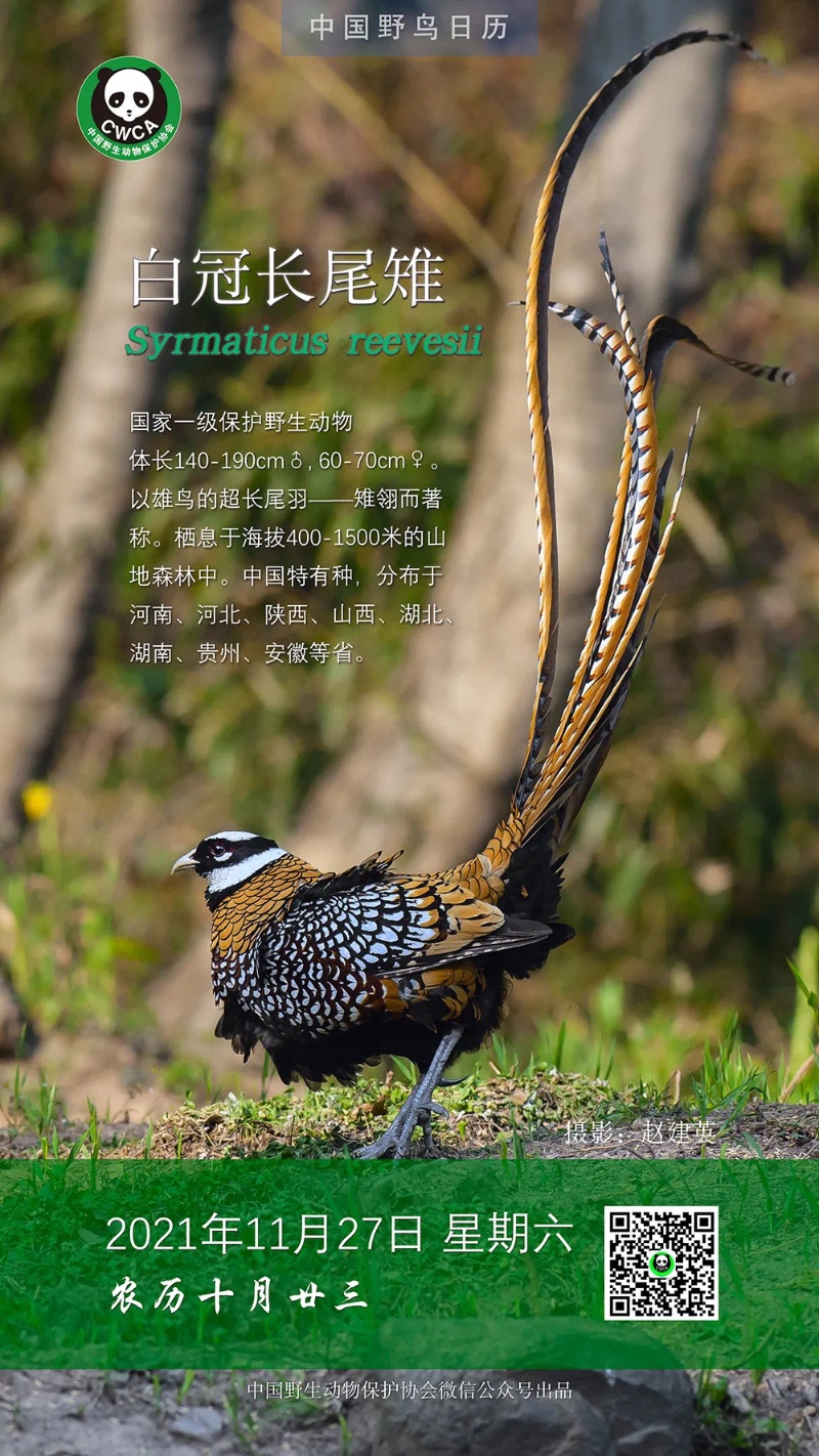 中国鸟类图库查询图片