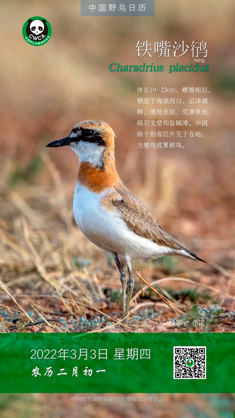 中國野鳥日曆丨鐵嘴沙鴴 -保護地平臺