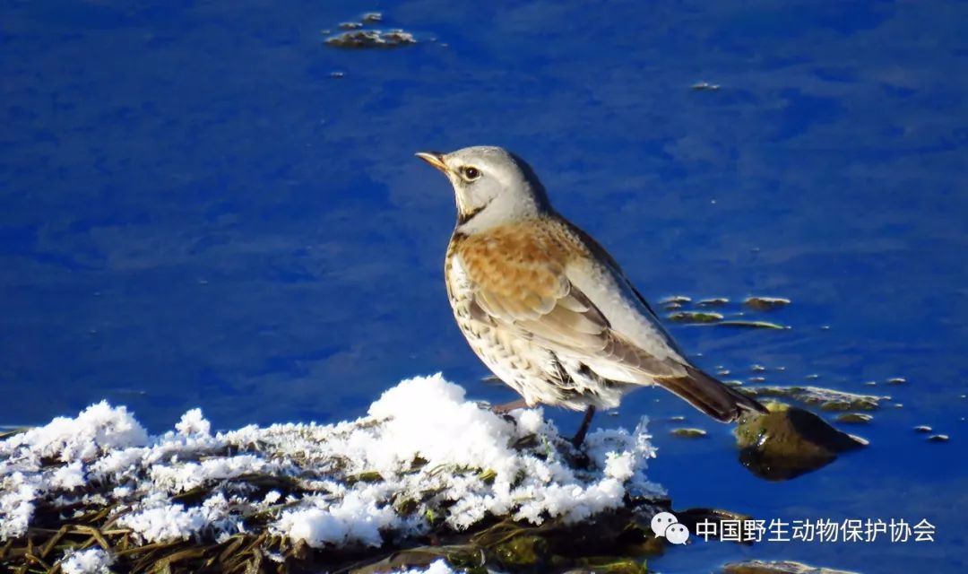 野生世界丨大興安嶺森林,溼地及河畔的野鳥 -保護地平臺