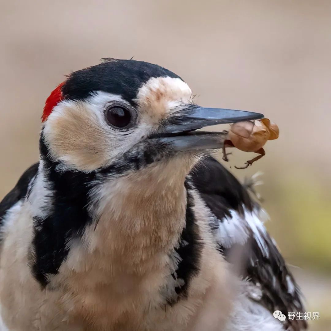 野生世界丨储藏食物的大斑啄木鸟 