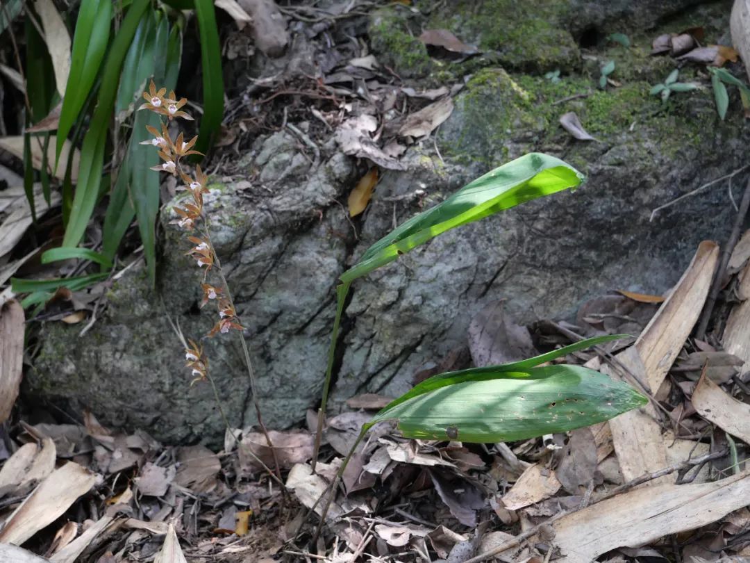 弄岗保护区植物物种名录增添新成员南方带唇兰