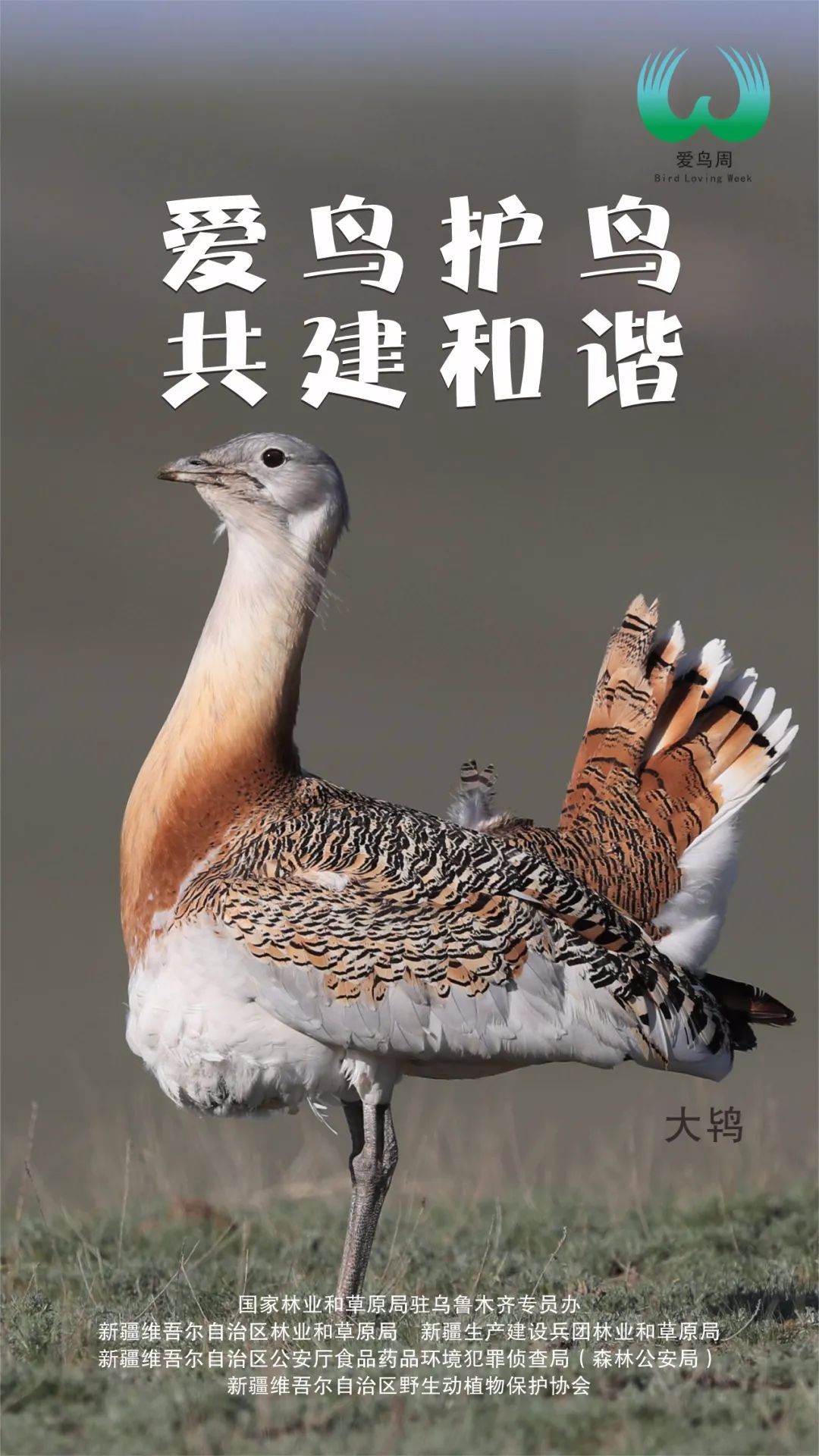 新疆第40届野生动物保护宣传月暨爱鸟周活动宣传海报