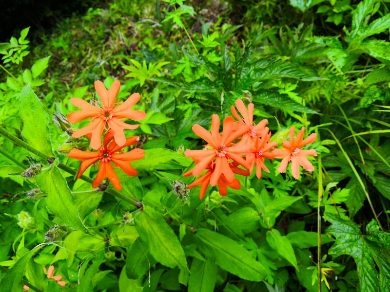 日月峡中草药