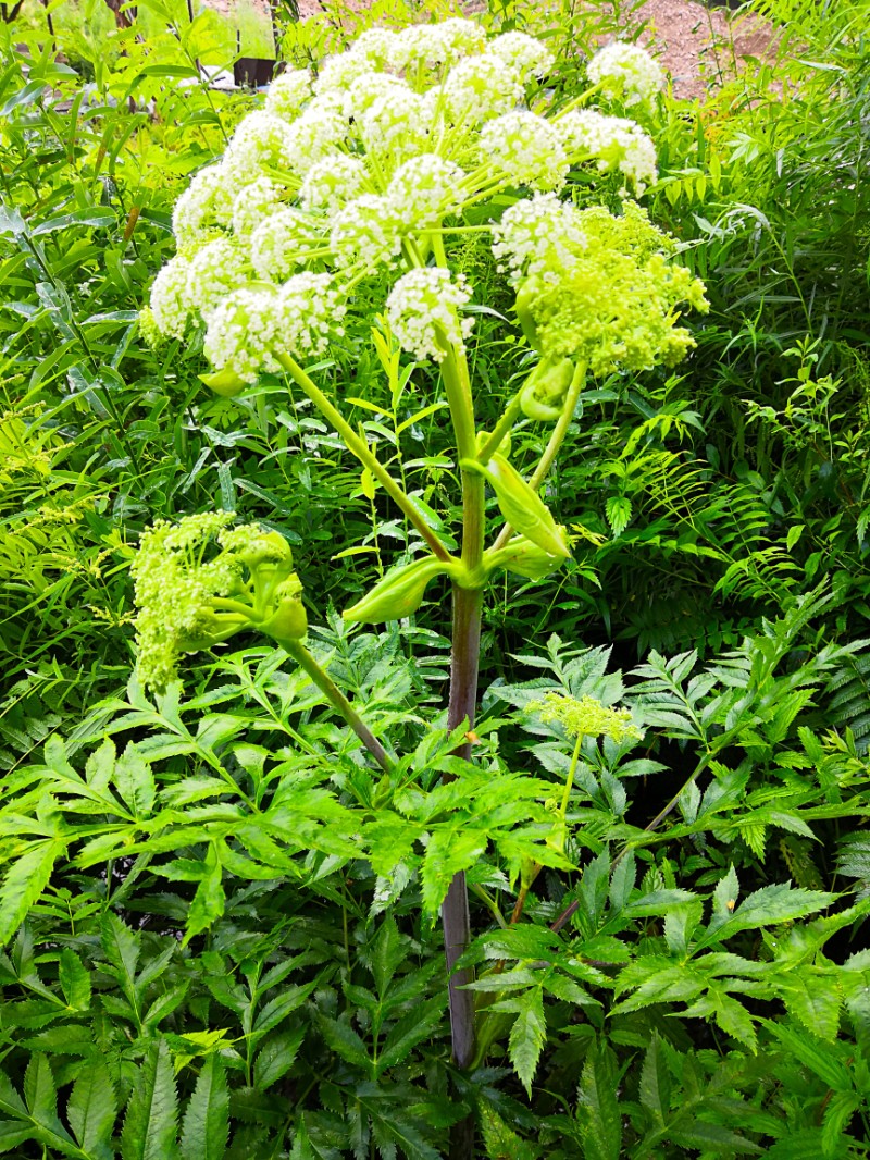 日月峡中草药(03 白芷(独活)