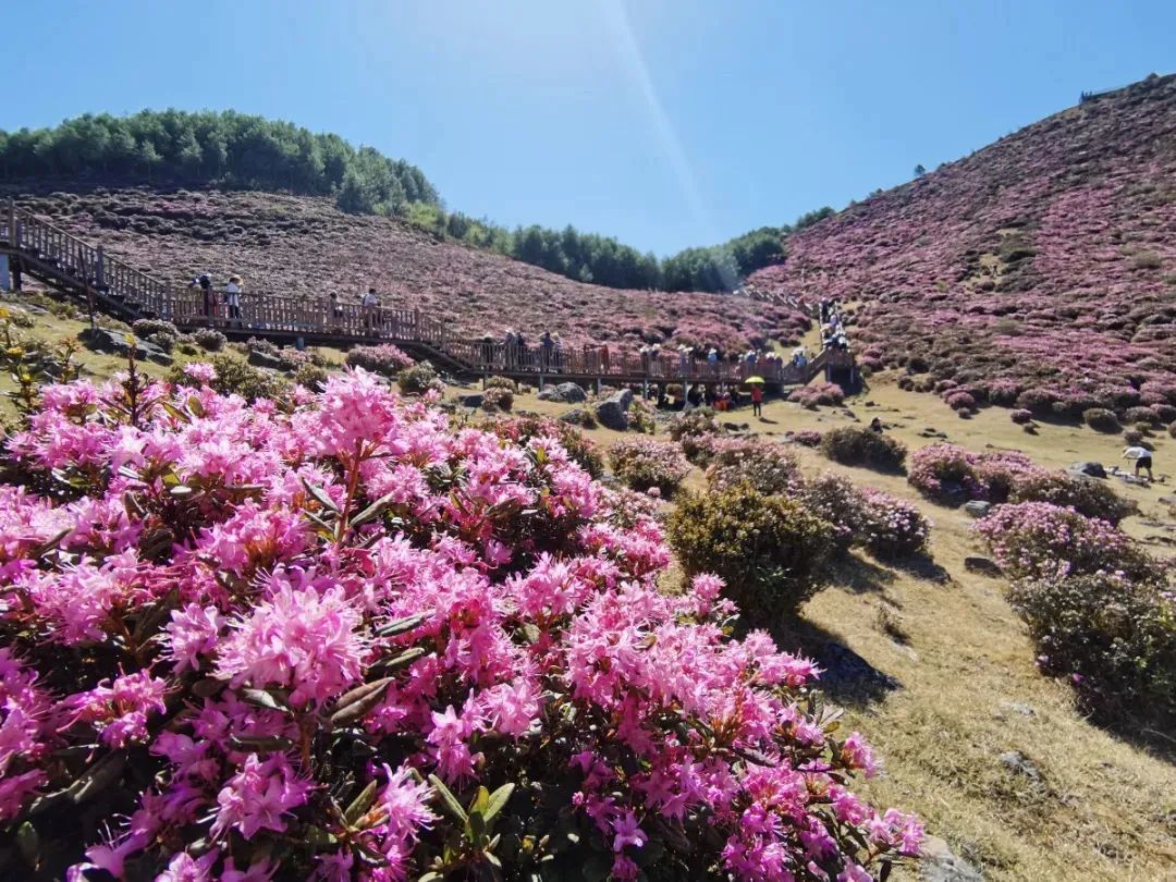 马鹿塘杜鹃花景区图片