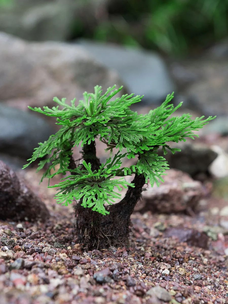 卷柏植物图片