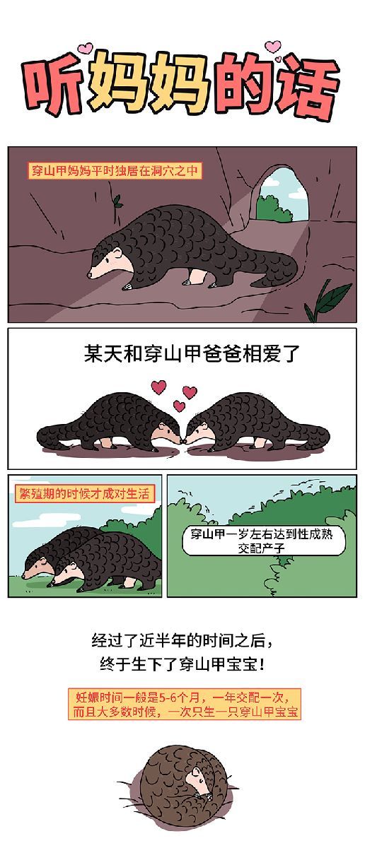 穿山甲科普知识系列漫画—听妈妈的话