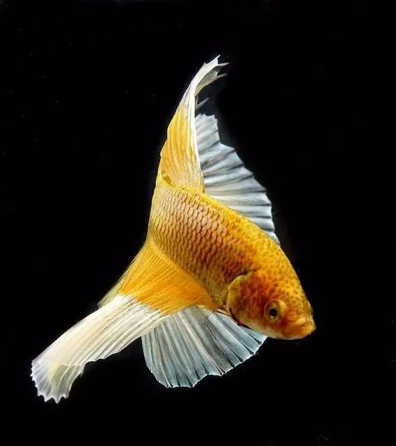 精选100条最美深海鱼