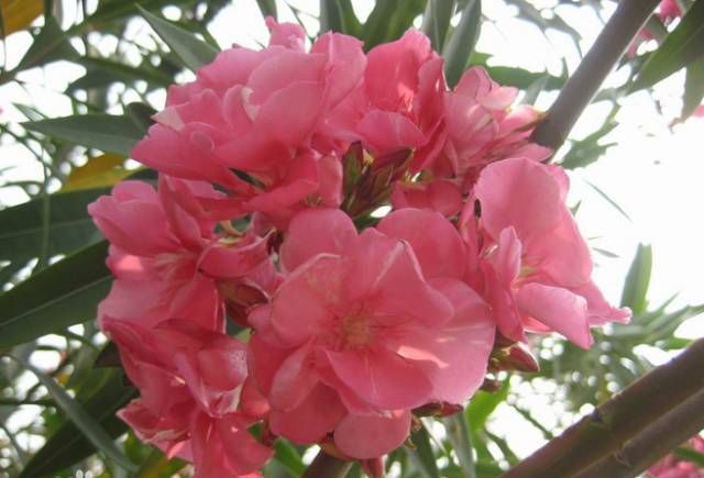 花萼花冠45裂,冠生雄蕊常内藏.