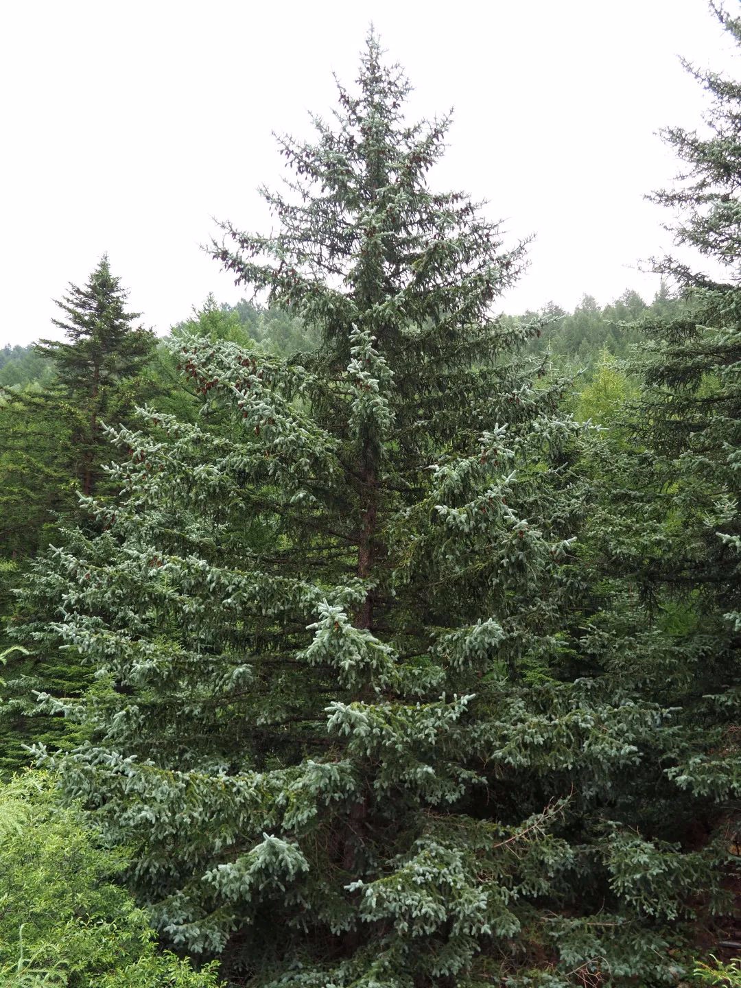 白杄(picea meyeri)是云杉属在华北地区的本土种类,我们知道华北有大