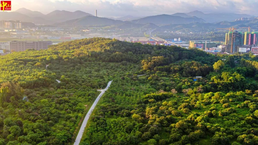 中山凤凰山森林公园图片