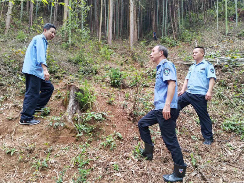 信丰县林政稽查大队一线执法不松劲汗水浸透林政稽查蓝