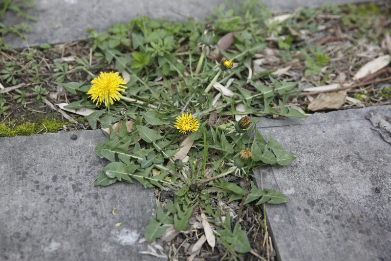 沙家浜物种故事 荠菜和蒲公英