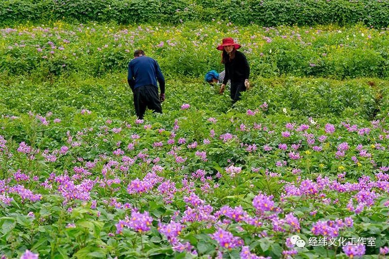 鹤庆马厂村在高山深处花儿一样静谧绽放的幸福村庄