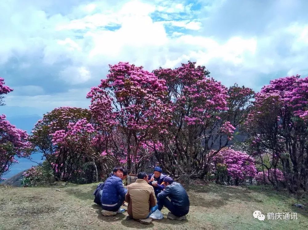 鶴慶馬耳山天池杜鵑盡妖嬈