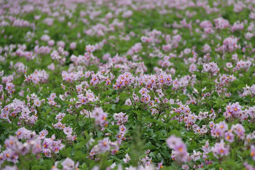 洋芋花图片大全图片