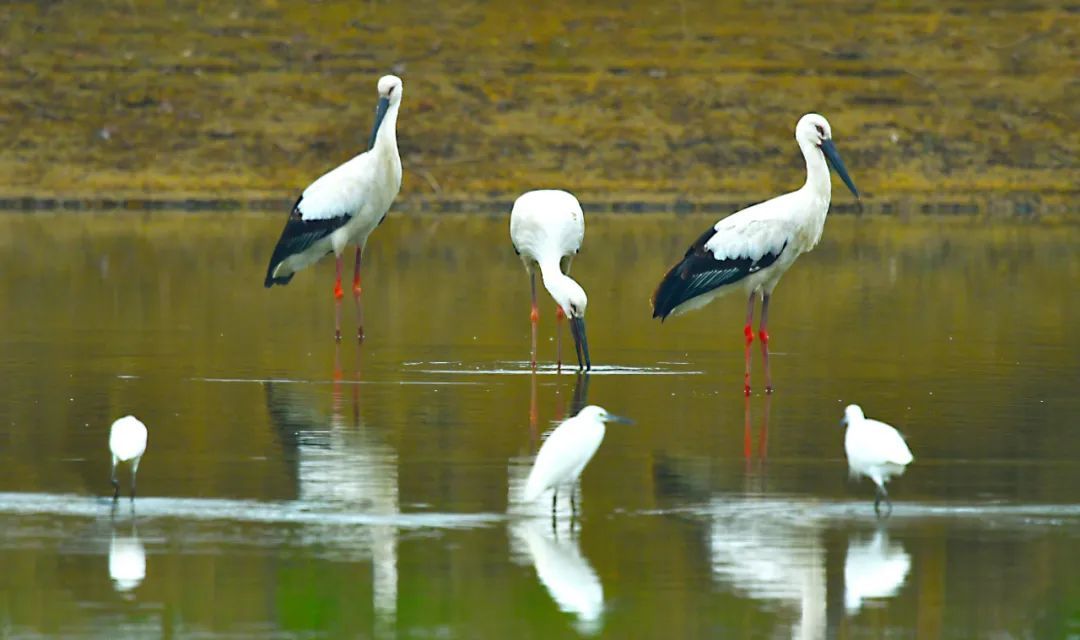 壁紙 動物 鳥 攝影 桌面 1080_640