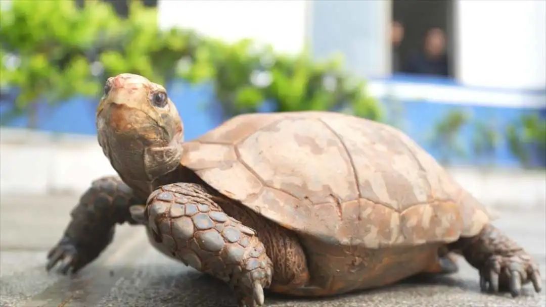 巡边民警捡到4只国家一级保护动物凹甲陆龟