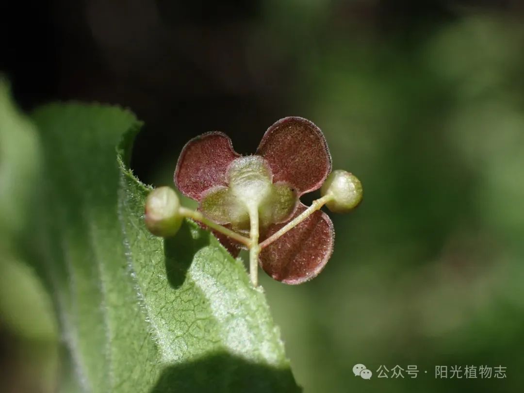 瘤枝卫矛图片